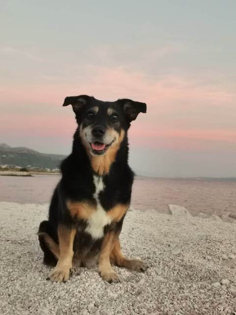 dog